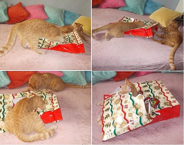 Koci Mikołaj: czy kotom robi się świąteczne prezenty?