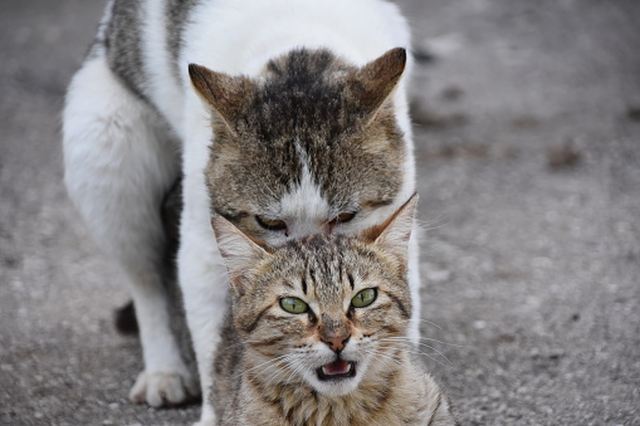 Koci seks: dlaczego kotki przeraźliwie miauczą?