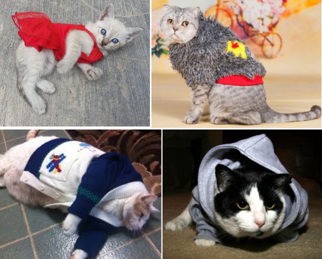 Kontrowersje wokół ubierania kotów