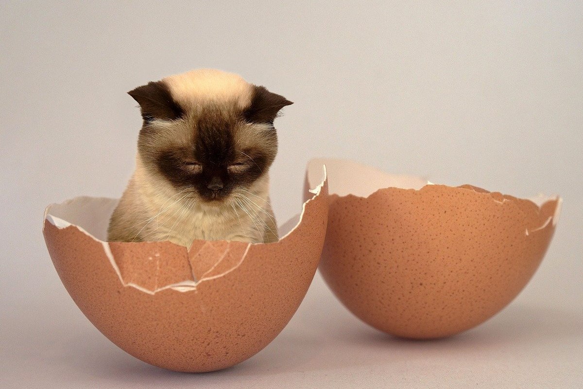 Czy kot może jeść jajka?