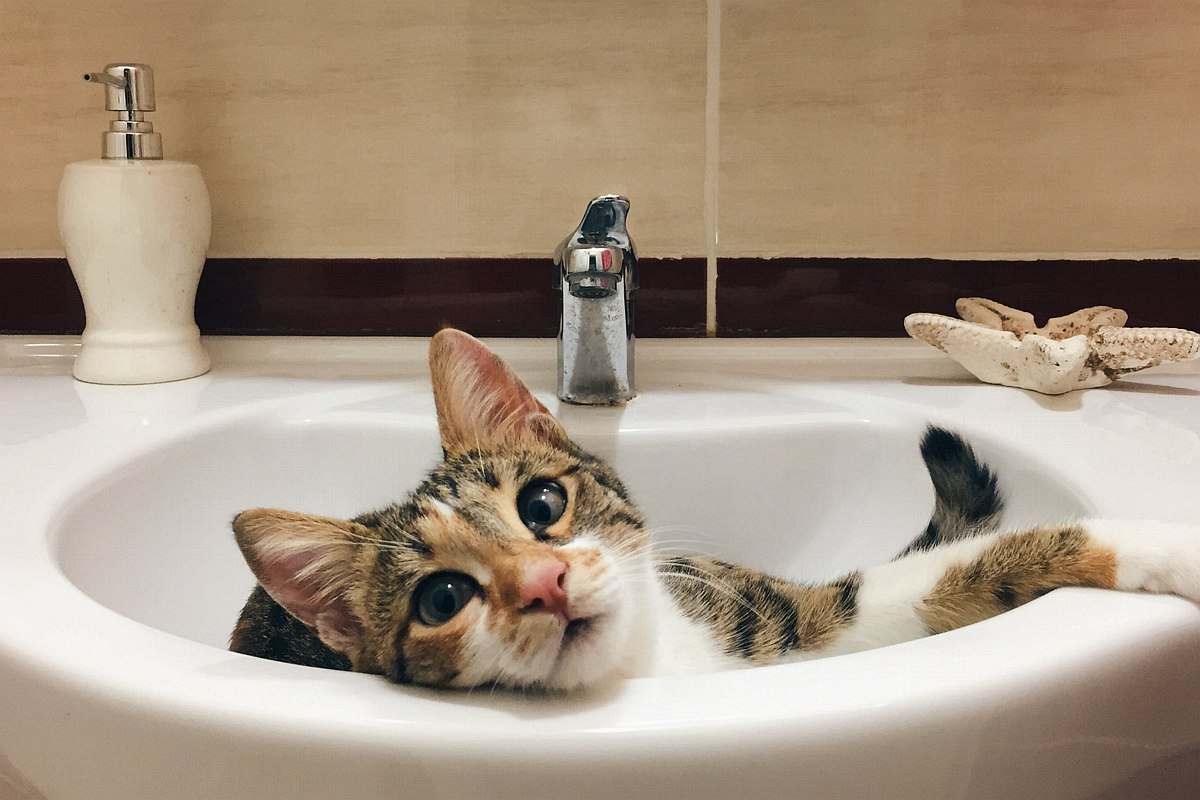 Jak wykąpać kota?