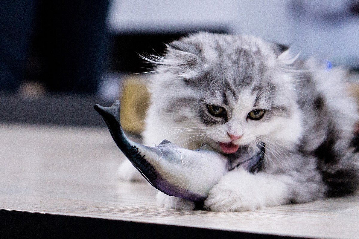 Jak kot łowi ryby?