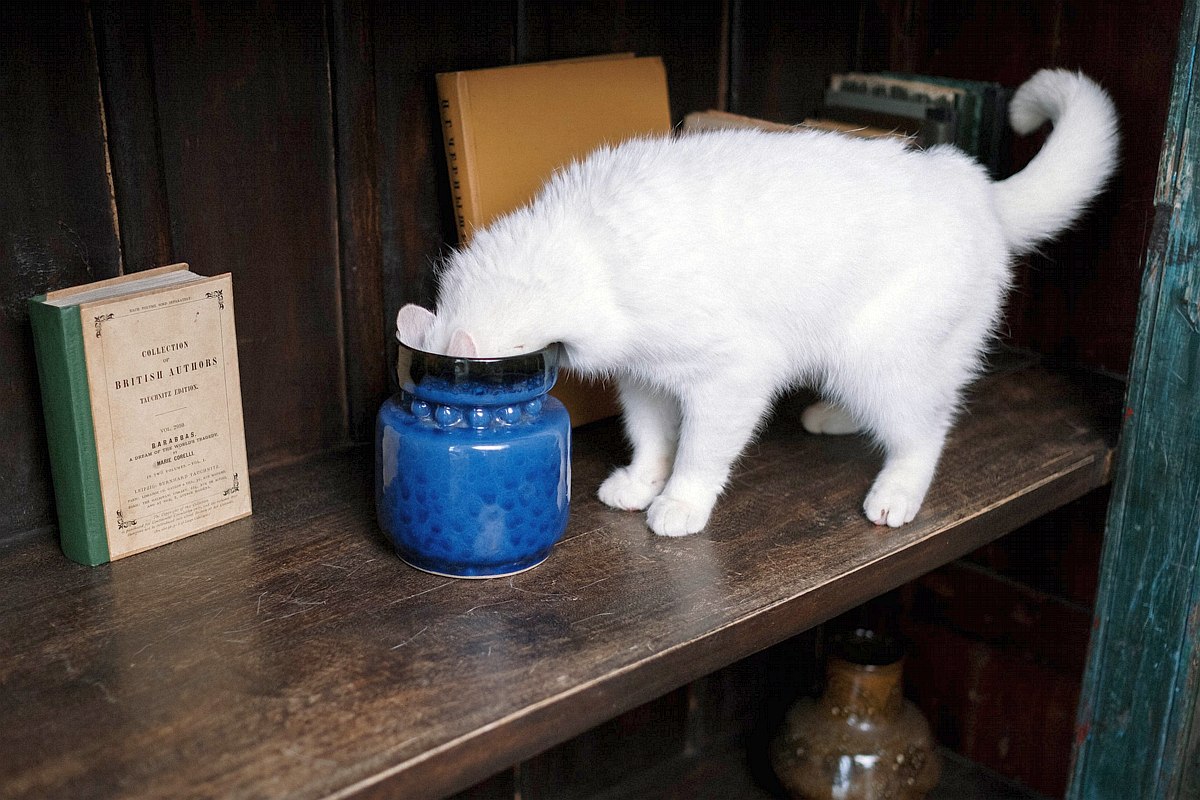 Testujemy: jak zrobić drapak dla kota z domowego recyklingu?