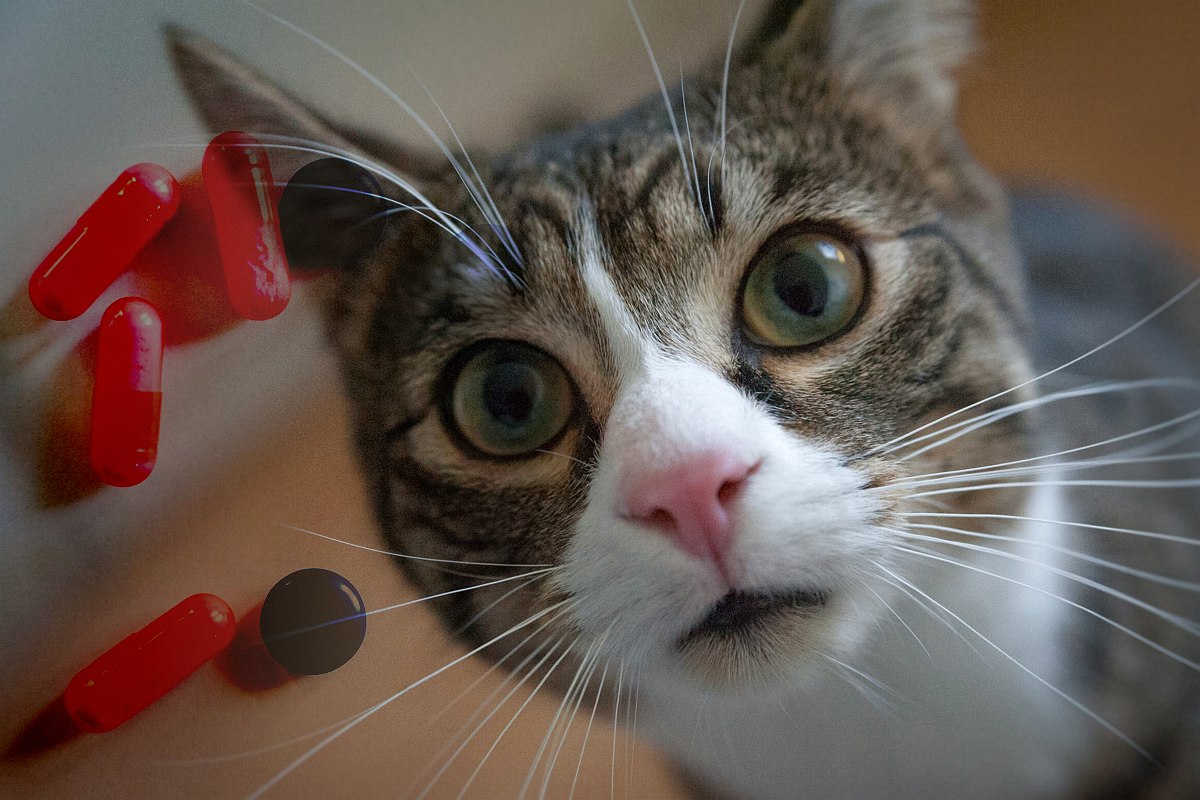 Testujemy: jak podać kotu tabletkę?