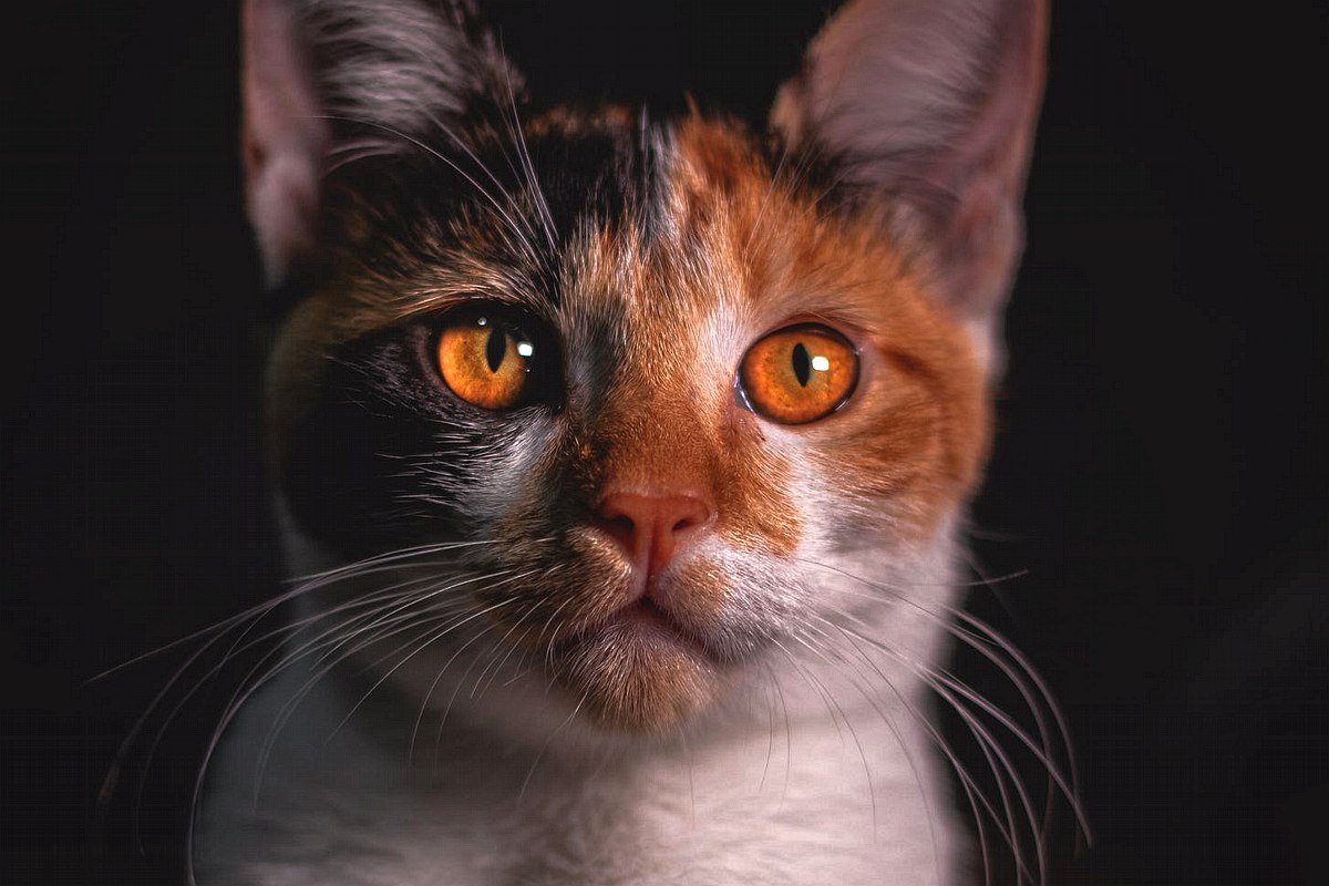 Dlaczego w ciemności oczy kota świecą?