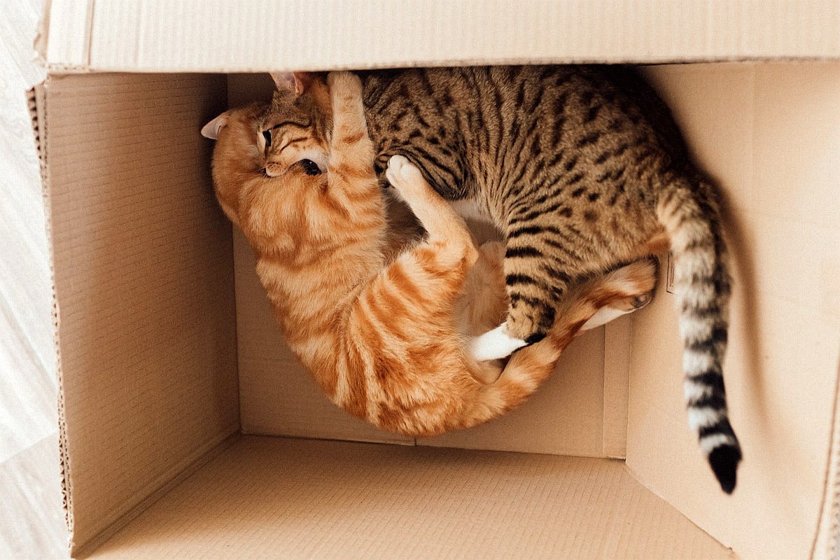 Koty i pudła &#8211; pudełka