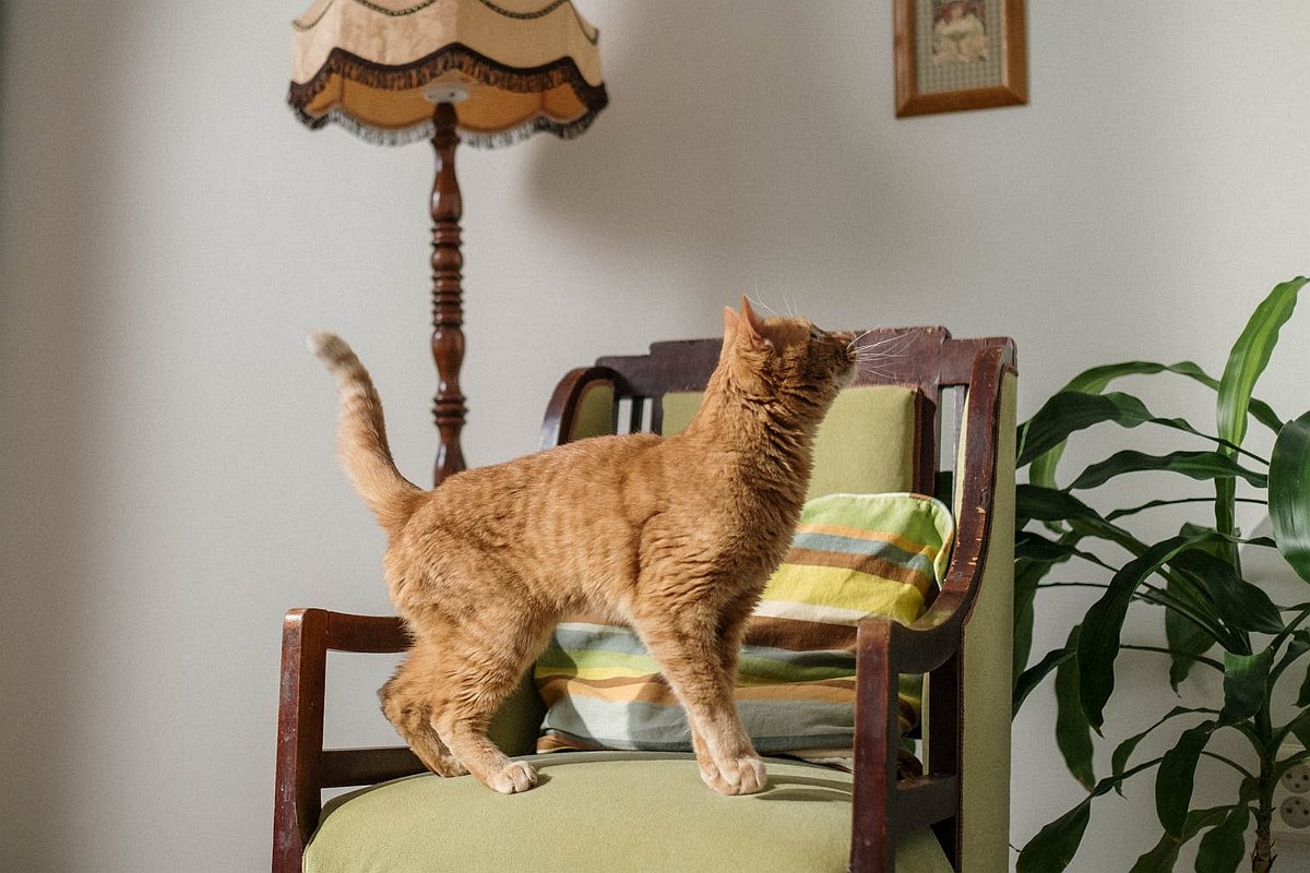 Testujemy: Zabawka strategiczna na kocie przysmaki Trixie Cat Activity Turn Around
