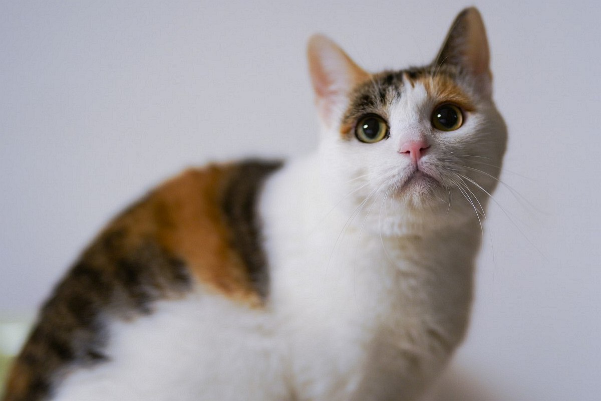 Japoński bobtail: cesarski kot o krótkim ogonie