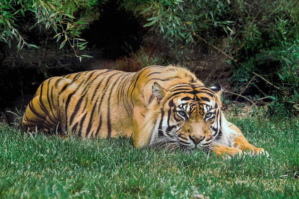 Koci kuzyni: tygrys azjatycki, czyli piękno na wymarciu