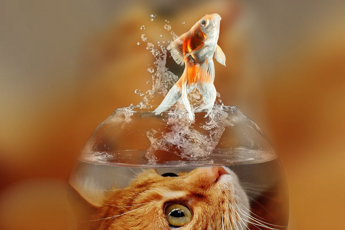 Testujemy: skacząca ryba dla kota