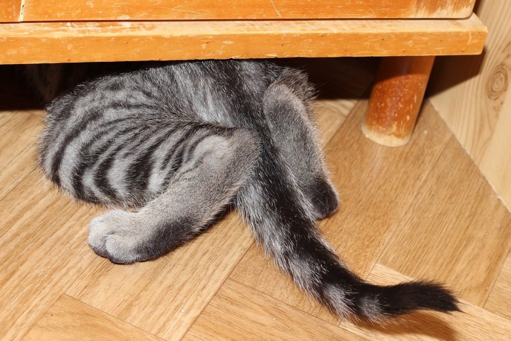 Akustyczna kicia – czy kot może być szpiegiem?