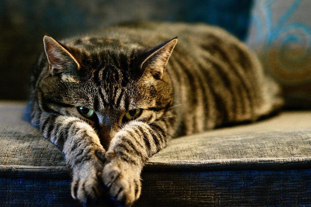 Zaburzenia w zachowaniu kota wywołane przez stres