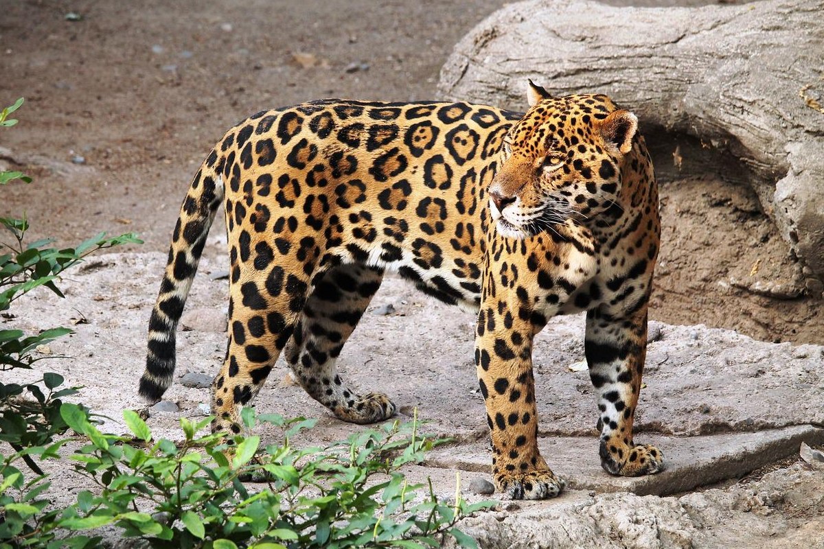 Koci kuzyni: jaguar &#8211; przepiękny drapieżnik