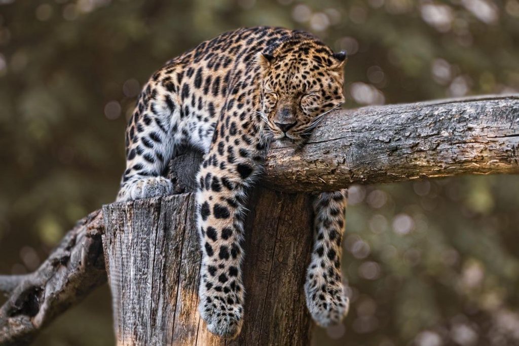 Koci kuzyni: jaguar &#8211; przepiękny drapieżnik