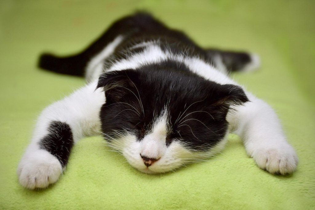 Przeciętny kot przesypia 2/3 swojego życia