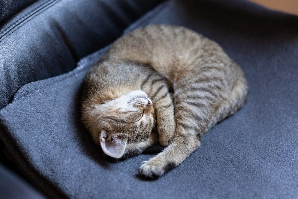 Przeciętny kot przesypia 2/3 swojego życia