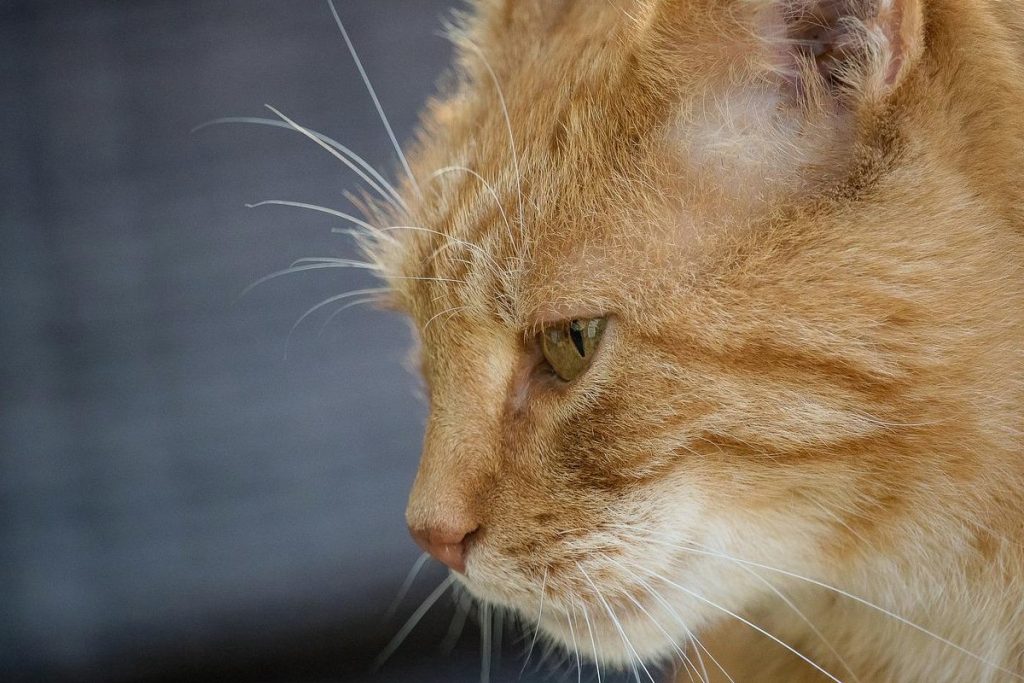Stubbs: kot, który 20 lat był burmistrzem miasta na Alasce