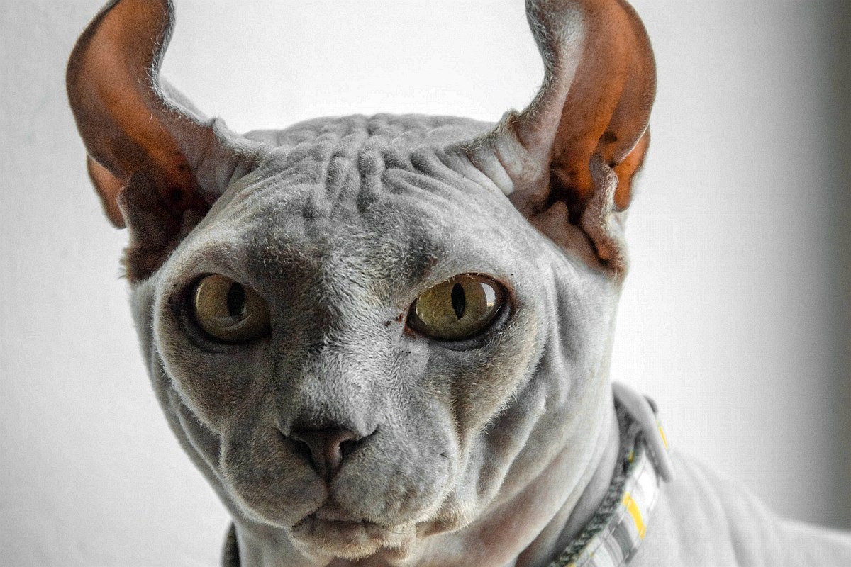 Kot elfi &#8211; inteligentny przyjaciel człowieka