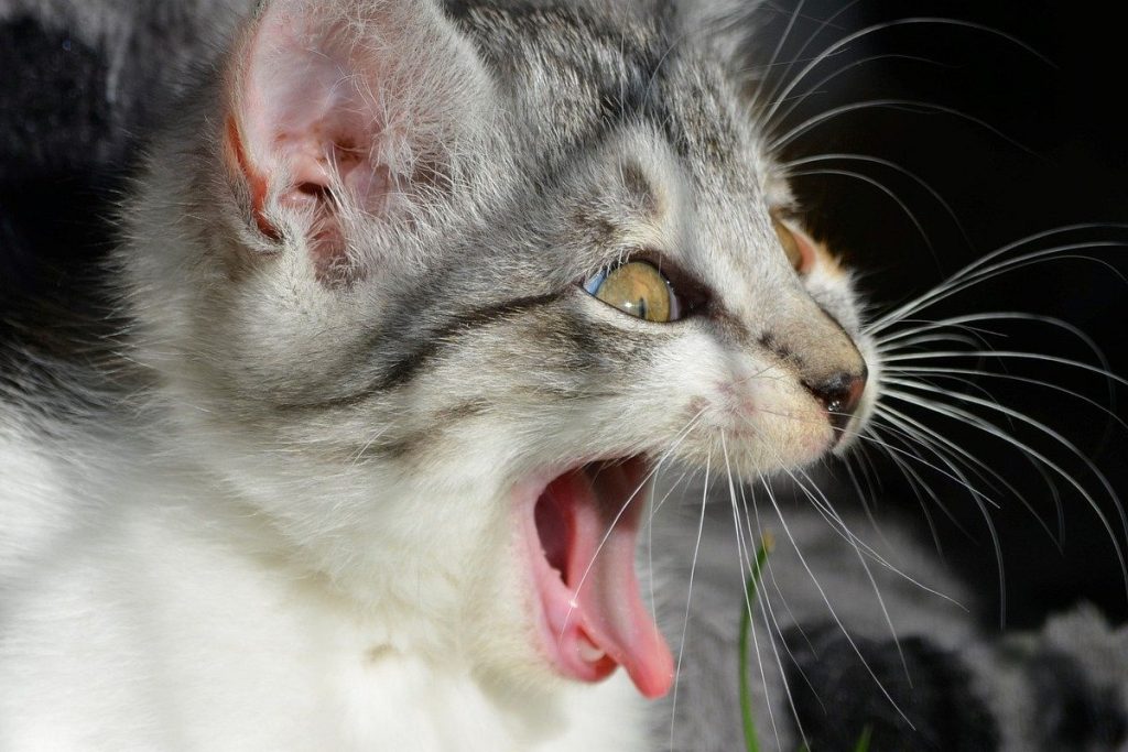Czy koty wyczuwają choroby?