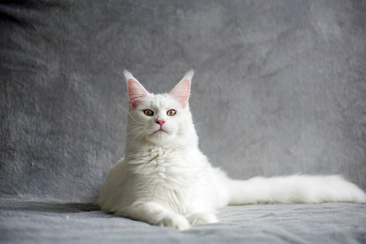 Czy białe koty są głuche?