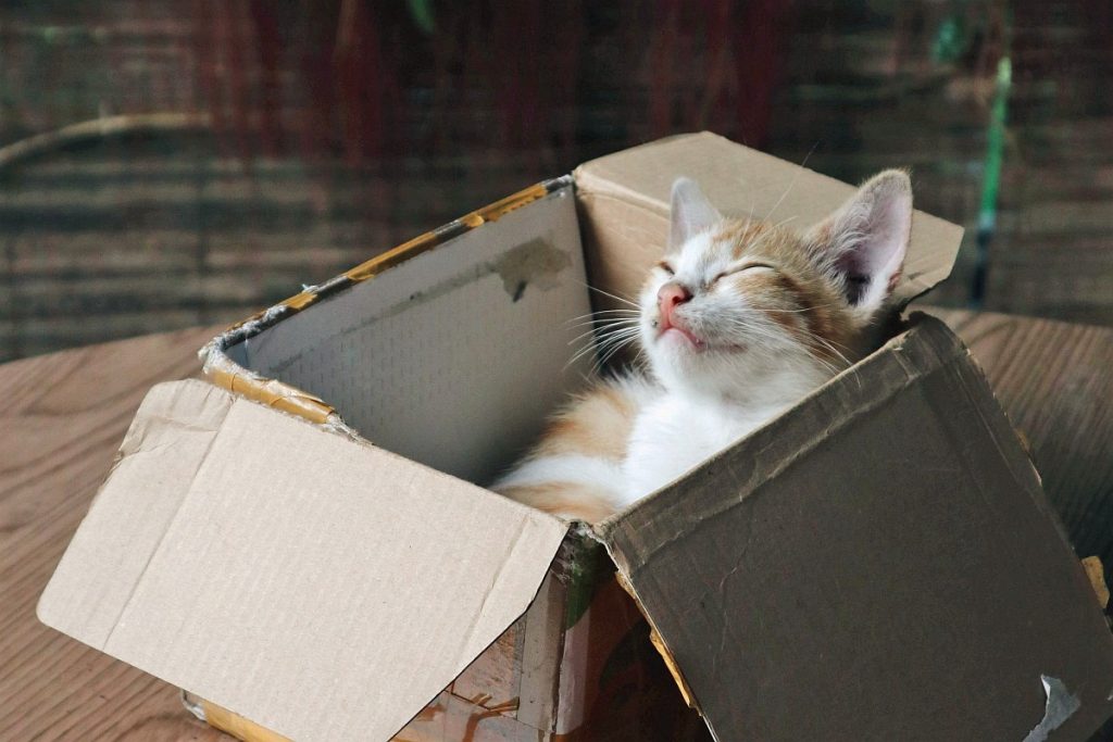 Dlaczego koty kochają pudełka?
