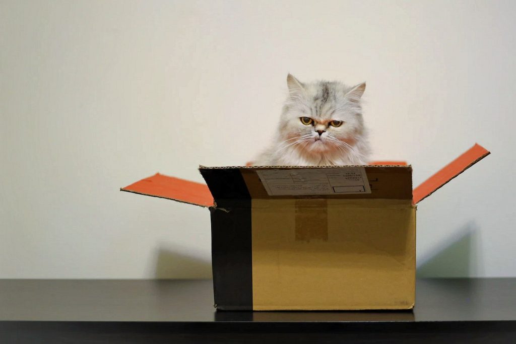 Dlaczego koty kochają pudełka?